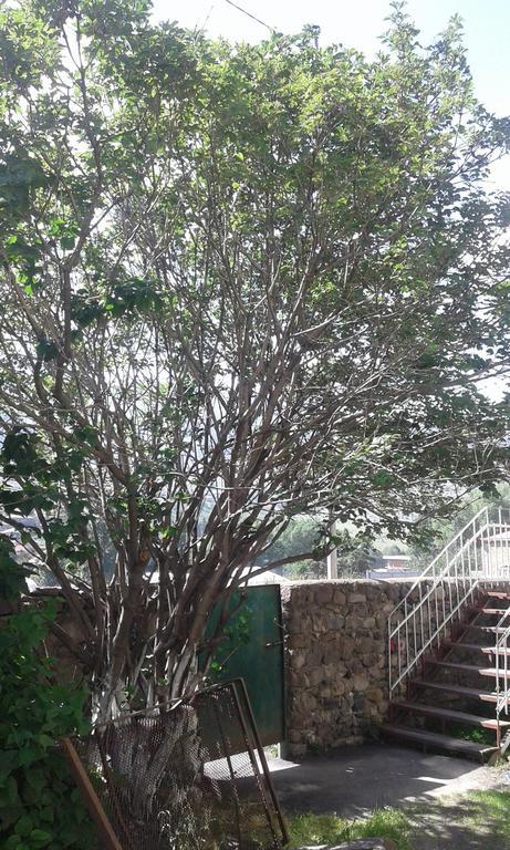Guest House Dodo Stepantsminda Exterior photo
